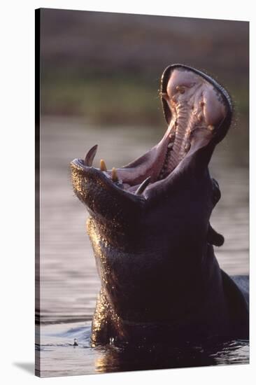 Hippopotamus in River-Paul Souders-Stretched Canvas