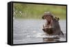 Hippopotamus in the Kwando River-Paul Souders-Framed Stretched Canvas