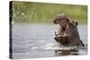 Hippopotamus in the Kwando River-Paul Souders-Stretched Canvas