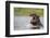 Hippopotamus in the Kwando River-Paul Souders-Framed Photographic Print