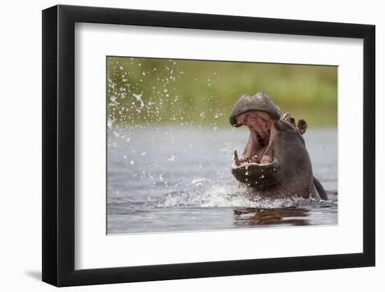 Hippopotamus in the Kwando River-Paul Souders-Framed Photographic Print