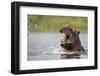 Hippopotamus in the Kwando River-Paul Souders-Framed Photographic Print