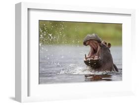 Hippopotamus in the Kwando River-Paul Souders-Framed Photographic Print