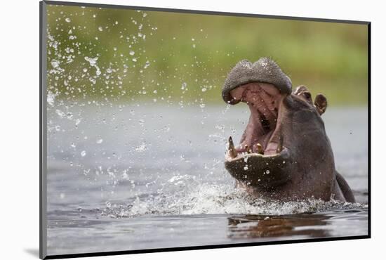 Hippopotamus in the Kwando River-Paul Souders-Mounted Photographic Print