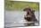 Hippopotamus in the Kwando River-Paul Souders-Mounted Photographic Print