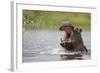 Hippopotamus in the Kwando River-Paul Souders-Framed Photographic Print