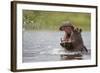 Hippopotamus in the Kwando River-Paul Souders-Framed Photographic Print