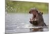 Hippopotamus in the Kwando River-Paul Souders-Mounted Photographic Print