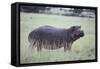 Hippopotamus in the Savanna Grass-DLILLC-Framed Stretched Canvas