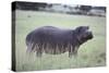 Hippopotamus in the Savanna Grass-DLILLC-Stretched Canvas