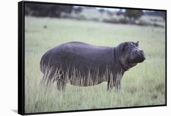 Hippopotamus in the Savanna Grass-DLILLC-Framed Stretched Canvas