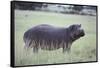 Hippopotamus in the Savanna Grass-DLILLC-Framed Stretched Canvas