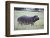 Hippopotamus in the Savanna Grass-DLILLC-Framed Premium Photographic Print