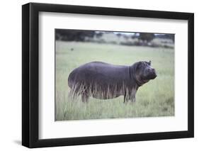 Hippopotamus in the Savanna Grass-DLILLC-Framed Premium Photographic Print