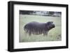 Hippopotamus in the Savanna Grass-DLILLC-Framed Premium Photographic Print