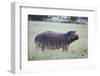 Hippopotamus in the Savanna Grass-DLILLC-Framed Premium Photographic Print