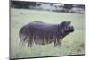 Hippopotamus in the Savanna Grass-DLILLC-Mounted Premium Photographic Print