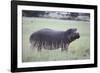 Hippopotamus in the Savanna Grass-DLILLC-Framed Photographic Print