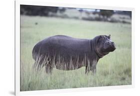 Hippopotamus in the Savanna Grass-DLILLC-Framed Photographic Print