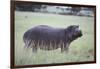 Hippopotamus in the Savanna Grass-DLILLC-Framed Photographic Print