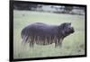 Hippopotamus in the Savanna Grass-DLILLC-Framed Photographic Print