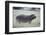 Hippopotamus in the Savanna Grass-DLILLC-Framed Photographic Print