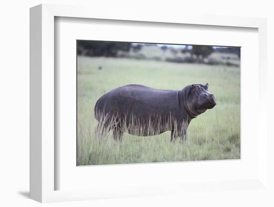 Hippopotamus in the Savanna Grass-DLILLC-Framed Photographic Print