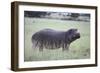 Hippopotamus in the Savanna Grass-DLILLC-Framed Photographic Print