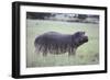 Hippopotamus in the Savanna Grass-DLILLC-Framed Photographic Print