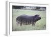 Hippopotamus in the Savanna Grass-DLILLC-Framed Photographic Print