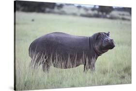 Hippopotamus in the Savanna Grass-DLILLC-Stretched Canvas