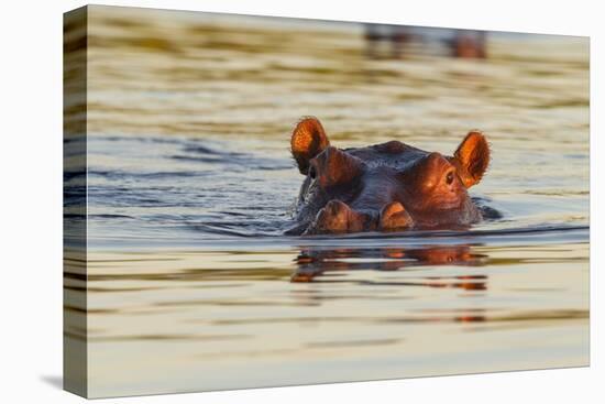 Hippopotamus in Water-Michele Westmorland-Stretched Canvas