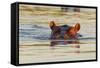 Hippopotamus in Water-Michele Westmorland-Framed Stretched Canvas