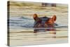 Hippopotamus in Water-Michele Westmorland-Stretched Canvas