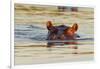 Hippopotamus in Water-Michele Westmorland-Framed Premium Photographic Print