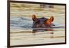 Hippopotamus in Water-Michele Westmorland-Framed Premium Photographic Print