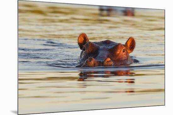 Hippopotamus in Water-Michele Westmorland-Mounted Premium Photographic Print