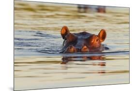 Hippopotamus in Water-Michele Westmorland-Mounted Premium Photographic Print