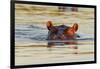 Hippopotamus in Water-Michele Westmorland-Framed Premium Photographic Print