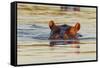 Hippopotamus in Water-Michele Westmorland-Framed Stretched Canvas