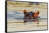 Hippopotamus in Water-Michele Westmorland-Framed Stretched Canvas