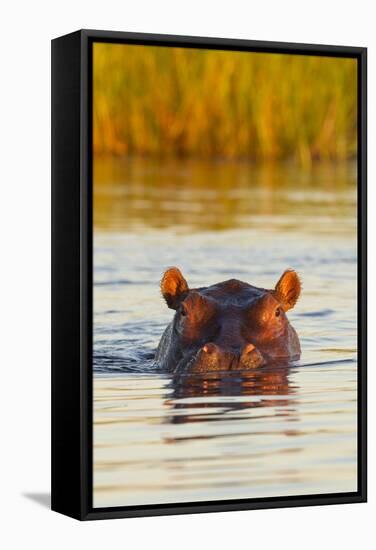 Hippopotamus in Water-Michele Westmorland-Framed Stretched Canvas