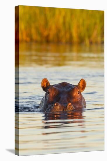 Hippopotamus in Water-Michele Westmorland-Stretched Canvas