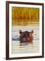 Hippopotamus in Water-Michele Westmorland-Framed Premium Photographic Print