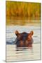 Hippopotamus in Water-Michele Westmorland-Mounted Premium Photographic Print