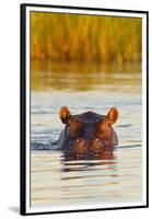 Hippopotamus in Water-Michele Westmorland-Framed Premium Photographic Print