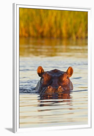 Hippopotamus in Water-Michele Westmorland-Framed Premium Photographic Print