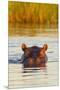 Hippopotamus in Water-Michele Westmorland-Mounted Premium Photographic Print