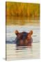 Hippopotamus in Water-Michele Westmorland-Stretched Canvas