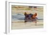 Hippopotamus in Water-Michele Westmorland-Framed Photographic Print